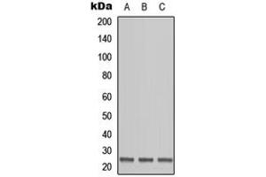 Western blot analysis of OAZ1 expression in HEK293T (A), Raw264. (OAZ1 antibody  (N-Term))