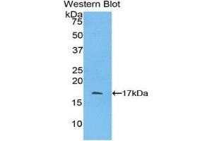 Western Blotting (WB) image for anti-Pleiotrophin (PTN) (AA 33-168) antibody (ABIN1174468)