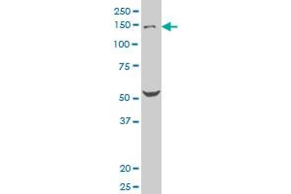 LMO7 antibody  (AA 453-540)