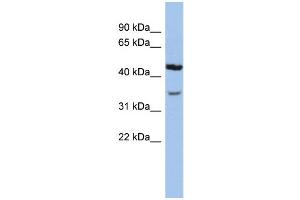 WB Suggested Anti-KCNK4 Antibody Titration:  0. (KCNK4 antibody  (N-Term))