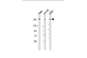 All lanes : Anti-PCNXL2 Antibody (N-Term) at 1:1000-1:2000 dilution Lane 1: Hela whole cell lysate Lane 2: HT-29 whole cell lysate Lane 3: WiDr whole cell lysate Lysates/proteins at 20 μg per lane.