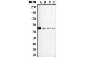 Western blot analysis of TGFBR2 expression in HepG2 (A), A549 (B), TF1 (C), KNRK (D) whole cell lysates. (TGFBR2 antibody  (Center))