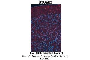 Sample Type :  Adult mouse cortex  Primary Antibody Dilution :  1:500  Secondary Antibody :  Anti-rabbit-Cy3  Secondary Antibody Dilution :  1:1000  Color/Signal Descriptions :  Red: B3Galt2 Cyan: Nissl(Neurons)  Gene Name :  B3galt2  Submitted by :  Joshua R. (B3GALT2 antibody  (C-Term))