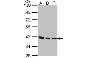 WB Image Sample (30 ug of whole cell lysate) A: 293T B: A431 , C: H1299 10% SDS PAGE antibody diluted at 1:1000 (SEC13 antibody  (Center))