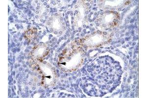 Image no. 1 for anti-Fas (TNFRSF6)-Associated Via Death Domain (FADD) (C-Term) antibody (ABIN6735927) (FADD antibody  (C-Term))