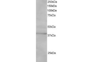 ABIN185082 staining (1µg/ml) of Jurkat lysate (RIPA buffer, 30µg total protein per lane). (SAE1 antibody  (C-Term))