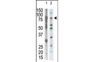Antibody is used in Western blot to detect MMP15 in mouse brain tissue lysate (lane 1) and HL60 cell lysate (lane 2) lysate. (MMP15 antibody  (N-Term))