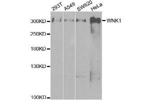 Western blot analysis of extracts of various cell lines, using WNK1 antibody. (WNK1 antibody  (AA 1-210))