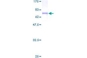 Image no. 1 for Tuftelin 1 (TUFT1) (AA 1-365) protein (GST tag) (ABIN1324169) (TUFT1 Protein (AA 1-365) (GST tag))