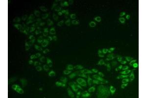Immunohistochemistry (IHC) image for anti-Programmed Cell Death 6 (PDCD6) (AA 32-191) antibody (ABIN7430027)