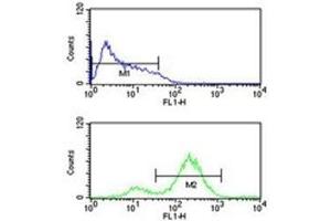 EIF4E antibody flow cytometric analysis of HL-60 cells (bottom histogram) compared to a negative control (top histogram). (EIF4E antibody)
