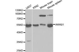 Western blot analysis of extracts of various cell lines, using ARRB1 antibody (ABIN5970386) at 1/1000 dilution. (beta Arrestin 1 antibody)