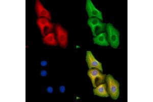 ABIN7095327 and ABIN7099384 staining Hela cells by IF/ICC.