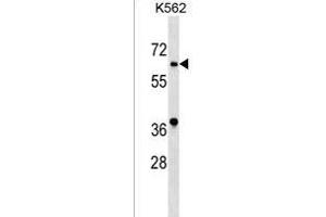 ASB10 Antibody (N-term) (ABIN1539591 and ABIN2849214) western blot analysis in K562 cell line lysates (35 μg/lane). (ASB10 antibody  (N-Term))