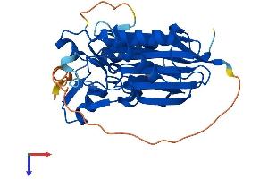 AlphaFold protein structure predicition of Mouse Recombinant Pptc7 Protein, UniprotID Q6NVE9 (PPTC7 Protein (AA 1-310) (His tag))