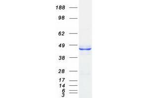 Validation with Western Blot (QTRTD1 Protein (Myc-DYKDDDDK Tag))