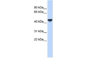 Western Blotting (WB) image for anti-Hypoxia Inducible Factor 1, alpha Subunit Inhibitor (HIF1AN) antibody (ABIN2458381) (HIF1AN antibody)