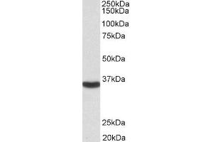 ABIN2562762 (0. (GAPDH antibody  (Internal Region))