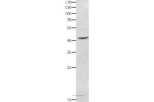 Western blot analysis of RAW264. (NFKBID antibody)