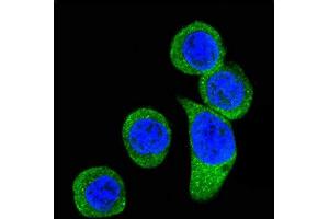 Confocal immunofluorescent analysis of CRHR2 Antibody (Center) (ABIN390758 and ABIN2841016) with Hela cell followed by Alexa Fluor 488-conjugated goat anti-rabbit lgG (green). (CRHR2 antibody  (AA 243-272))