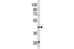 WNT9A antibody western blot analysis in NCI-H460 lysate