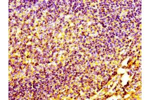 IHC image of ABIN7147154 diluted at 1:100 and staining in paraffin-embedded human tonsil tissue performed on a Leica BondTM system. (CD31 antibody  (AA 28-315))