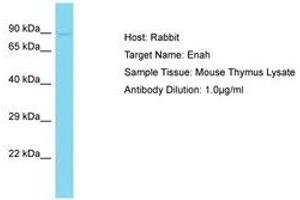 Image no. 1 for anti-Enabled Homolog (ENAH) (AA 671-720) antibody (ABIN6750380) (ENAH antibody  (AA 671-720))
