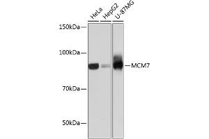 Western blot analysis of extracts of various cell lines, using MCM7 Rabbit mAb (ABIN7268544) at 1:1000 dilution. (MCM7 antibody)