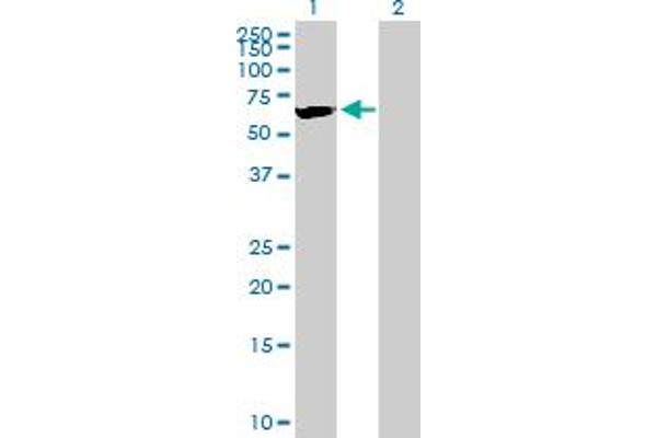 AMIGO3 antibody  (AA 1-504)