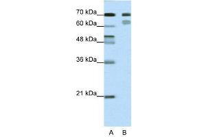 WB Suggested Anti-TCF3  Antibody Titration: 0. (TCF3 antibody  (N-Term))
