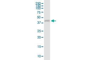 USP18 MaxPab polyclonal antibody. (USP18 antibody  (AA 1-372))