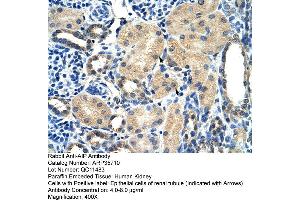 Immunohistochemistry (IHC) image for anti-Aryl Hydrocarbon Receptor Interacting Protein (AIP) (N-Term) antibody (ABIN2776410)