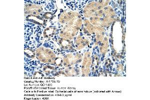 Human kidney (AIP antibody  (N-Term))
