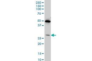 HES1 monoclonal antibody (M02), clone 3A3. (HES1 antibody  (AA 36-142))