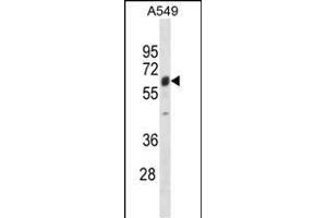 TRIM22 Antibody (N-term) (ABIN1881901 and ABIN2838622) western blot analysis in A549 cell line lysates (35 μg/lane).