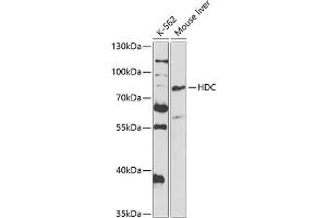 Western blot analysis of extracts of various cell lines, using HDC antibody (ABIN6128052, ABIN6141691, ABIN6141692 and ABIN6221126) at 1:1000 dilution. (HDC antibody  (AA 453-662))