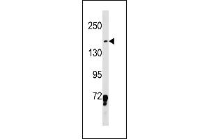 LMO7 Antibody (Center) (ABIN1881503 and ABIN2843230) western blot analysis in K562 cell line lysates (35 μg/lane). (LMO7 antibody  (AA 616-644))