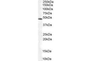 ABIN184997 staining (0. (COPS2 antibody  (C-Term))