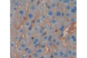 IHC-P analysis of Mouse Tissue, with DAB staining. (IFNGR1 antibody  (AA 23-253))