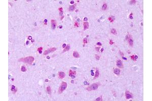 Anti-GPR75 antibody IHC of human brain, cortex. (GPR75 antibody  (Extracellular Domain))