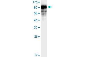 Western Blotting (WB) image for Cadherin 2 (CDH2) (AA 160-724) protein (His-DYKDDDDK-Strep II Tag) (ABIN4369861) (N-Cadherin Protein (AA 160-724) (His-DYKDDDDK-Strep II Tag))