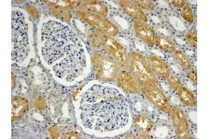 ABIN5539666 (4µg/ml) staining of paraffin embedded Human Kidney. (SHROOM2 antibody  (C-Term))