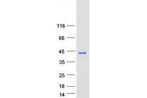 Western Blotting (WB) image for V-Crk Sarcoma Virus CT10 Oncogene Homolog (Avian)-Like (CRKL) protein (Myc-DYKDDDDK Tag) (ABIN2712562)