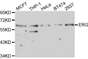 Western blot analysis of extracts of various cell lines, using ERG antibody (ABIN5970582) at 1/1000 dilution. (ERG antibody)