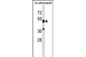 RMND5A Antibody (C-term) (ABIN1537089 and ABIN2849361) western blot analysis in mouse stomach tissue lysates (35 μg/lane). (RMND5A antibody  (C-Term))