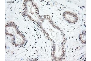 Immunohistochemical staining of paraffin-embedded breast using anti-NTF3 (ABIN2452683) mouse monoclonal antibody.