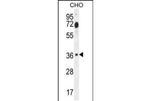 Western blot analysis in CHO cell line lysates (35ug/lane). (FOSL2 antibody  (AA 95-122))