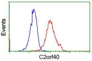 Image no. 2 for anti-Chromosome 2 Open Reading Frame 40 (C2orf40) antibody (ABIN1497047) (C2orf40 antibody)