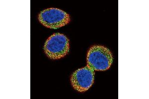 Confocal immunofluorescent analysis of FER Antibody (C-term) (ABIN392094 and ABIN2841847) with Hela cell followed by Alexa Fluor 488-conjugated goat anti-rabbit lgG (green). (FER antibody  (C-Term))