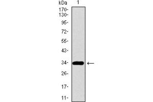 Western Blotting (WB) image for anti-Paired Box 3 (PAX3) (AA 142-203) antibody (ABIN1846350) (Paired Box 3 antibody  (AA 142-203))